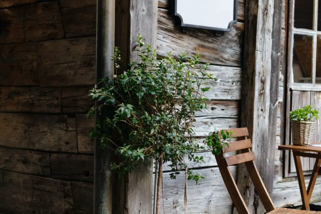 9 Easy Trees to Grow on a Small Balcony Small Balcony Design