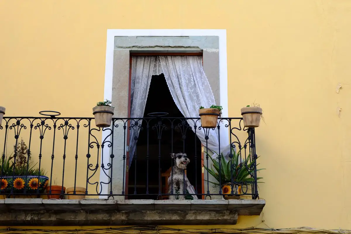 Are Balconies Safe for Dogs? – Small Balcony Design