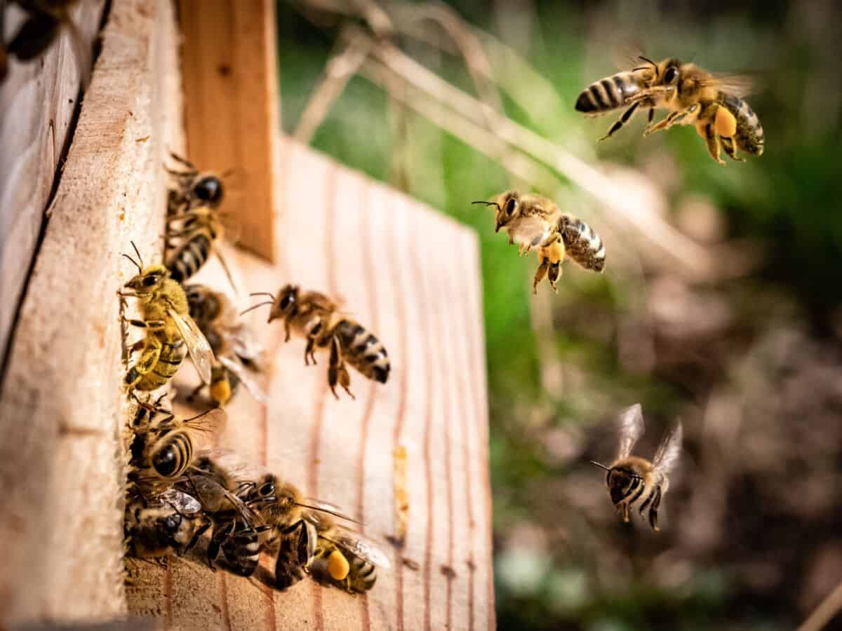 9 Easy Tips to Keep Bees Away From Your Balcony Small Balcony Design