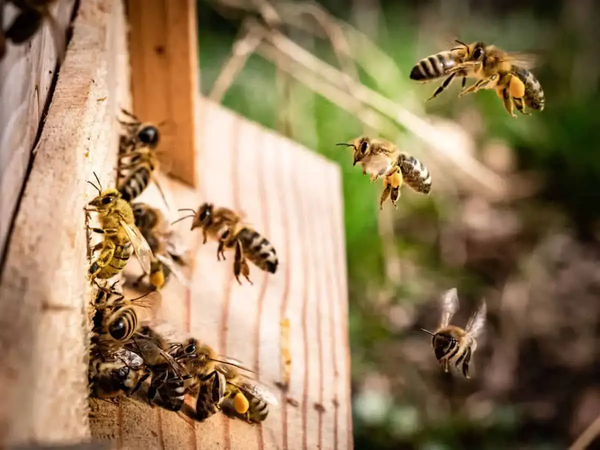 9 Easy Tips To Keep Bees Away From Your Balcony Small Balcony Design