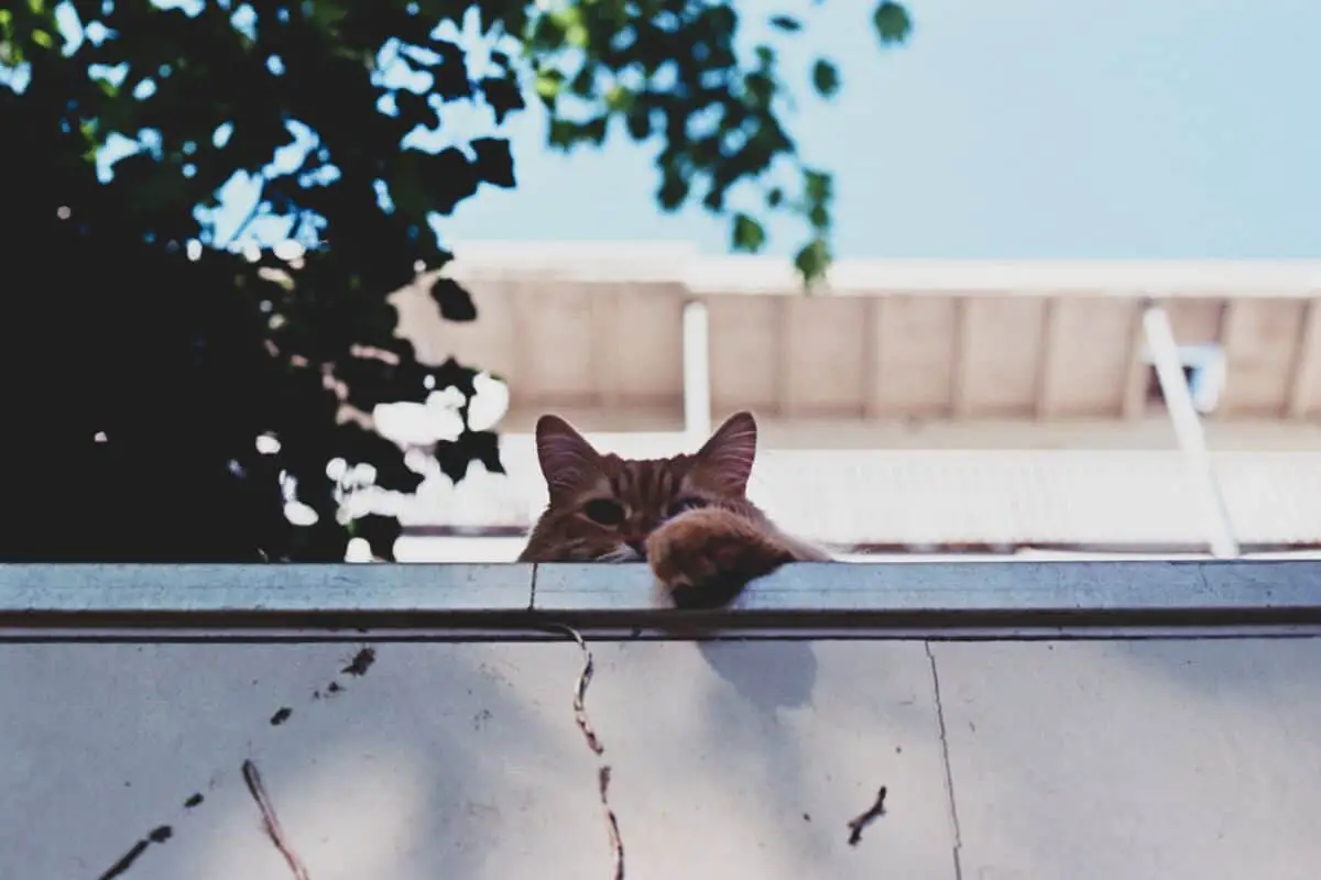 9 Tips to Keep Your Cats off the Balcony Railing – Small Balcony Design