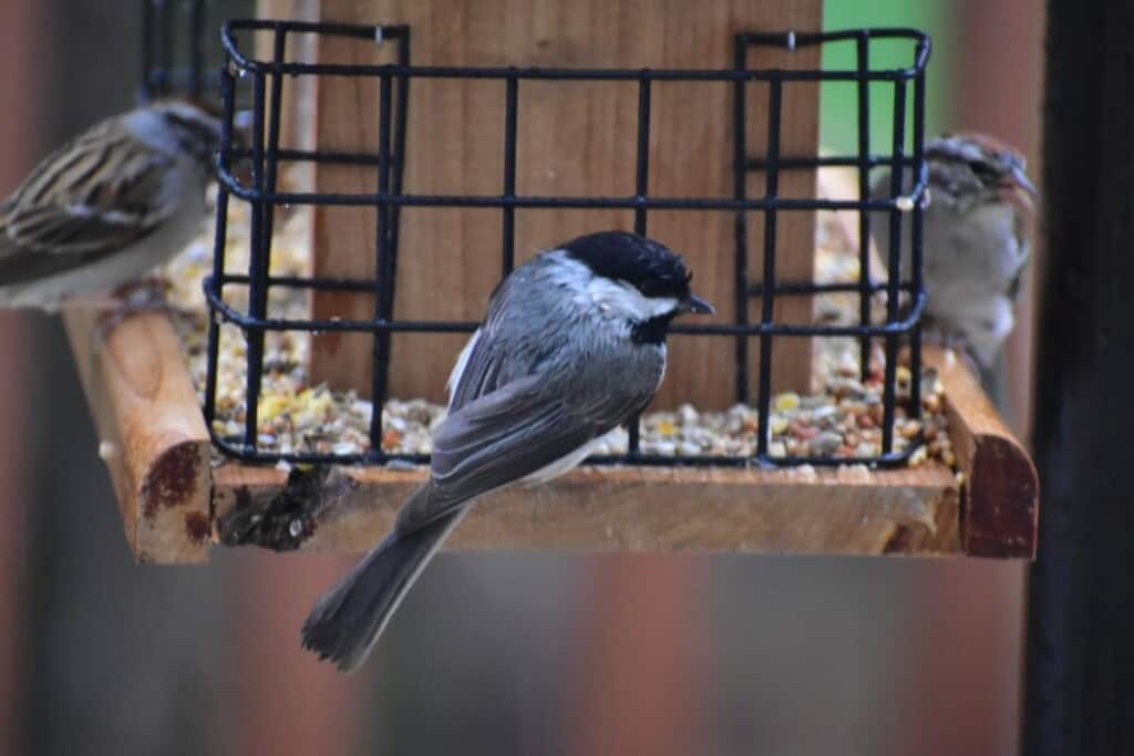 Easy Tips to Hang a Bird Feeder on a Balcony – Small Balcony Design