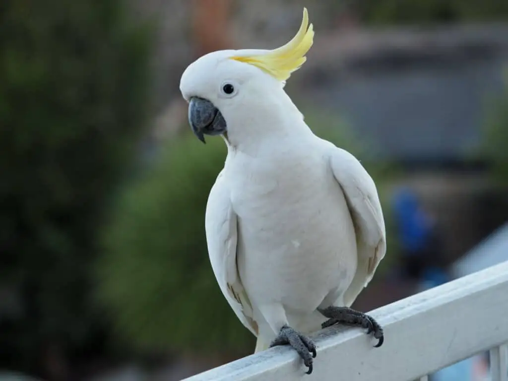 cockatoo on a balcony