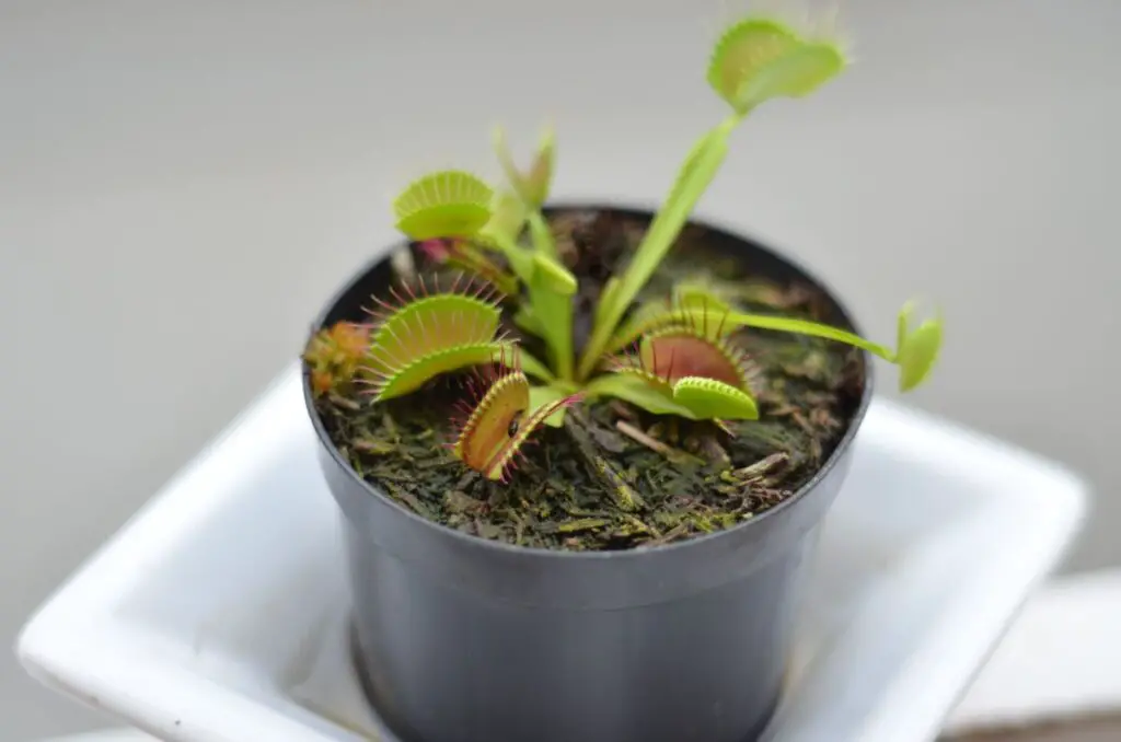 Venus fly trap.