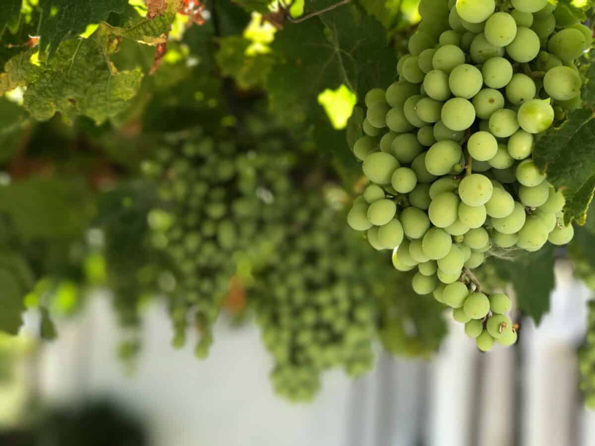 grapes hanging down