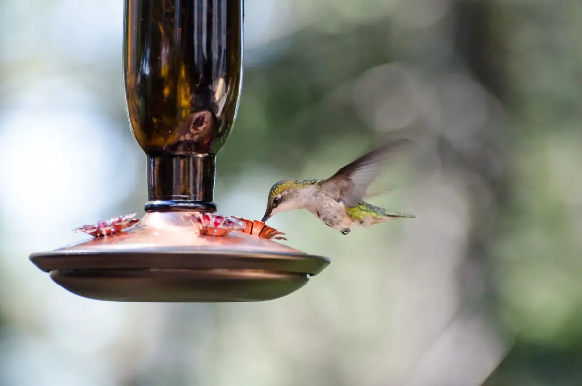 9 Tips To Attract Hummingbirds To Your Balcony Small Balcony Design 5049