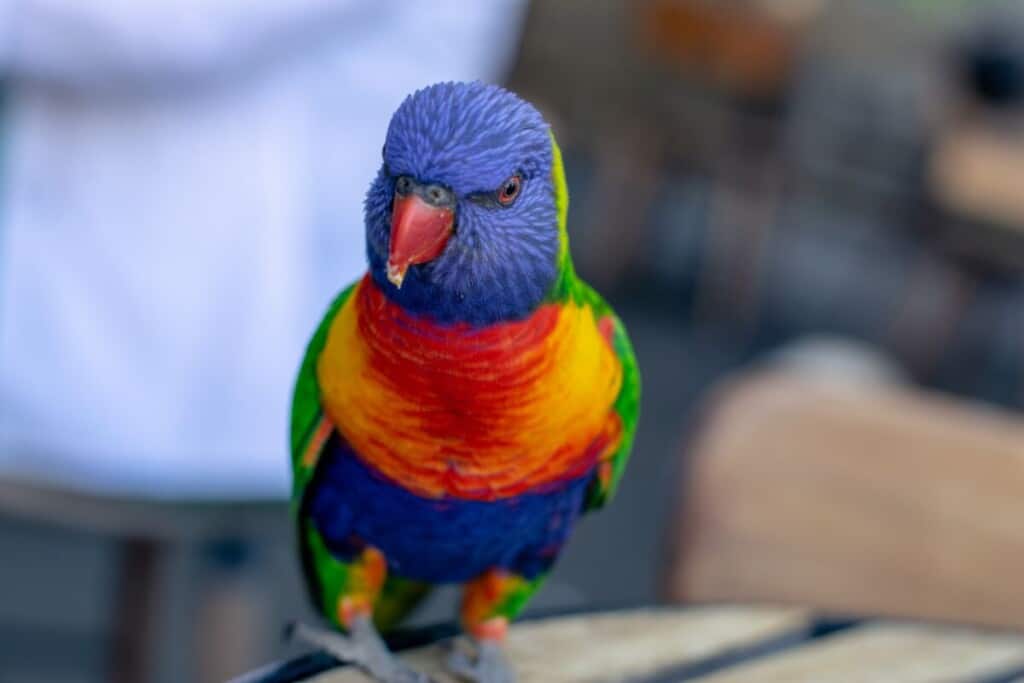 homemade nectar for lorikeets