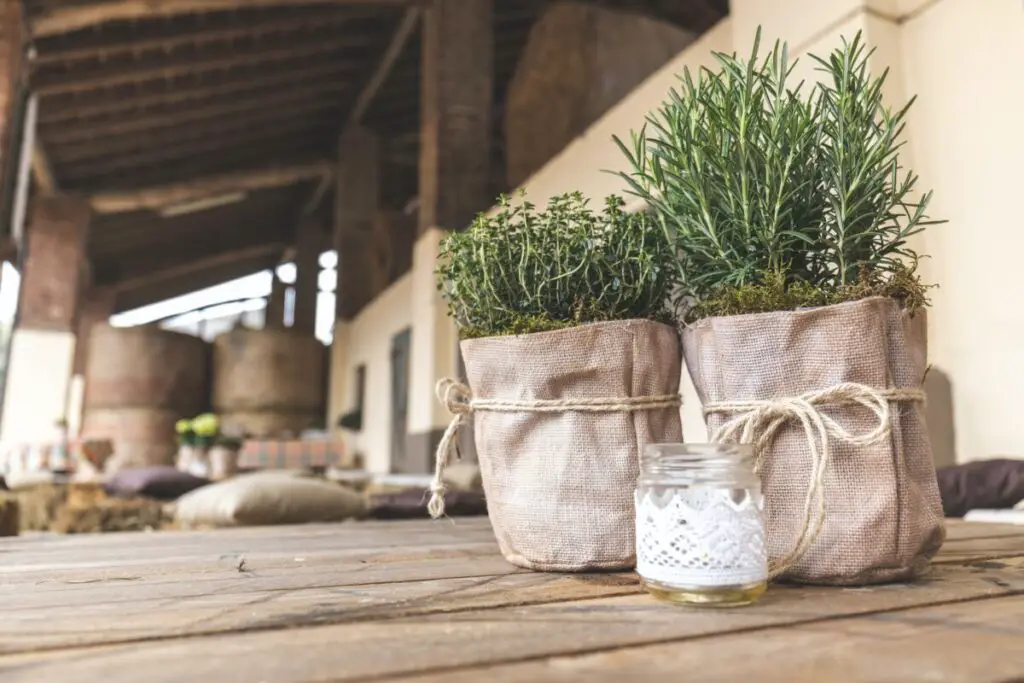 Rosemary plants.