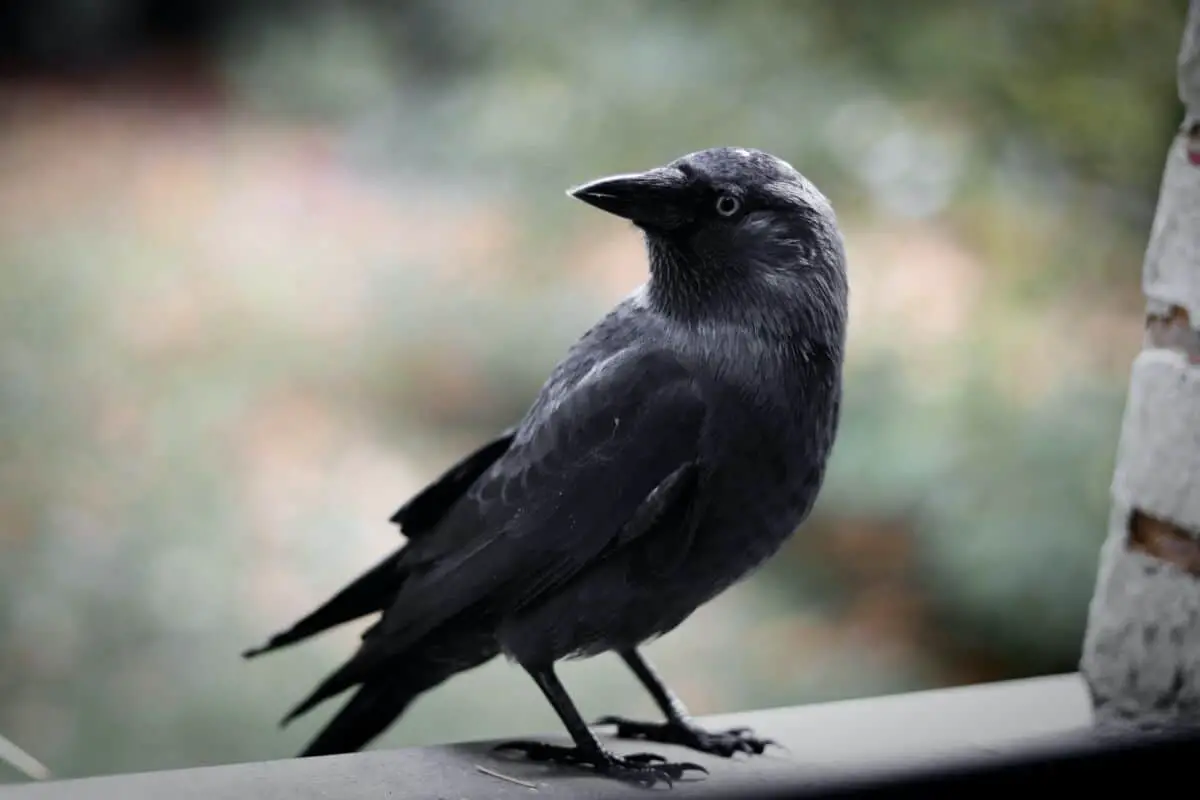 crow on a balcony