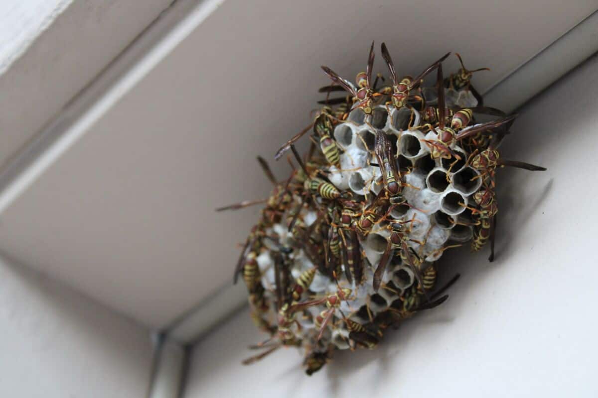 wasp nest on balcony